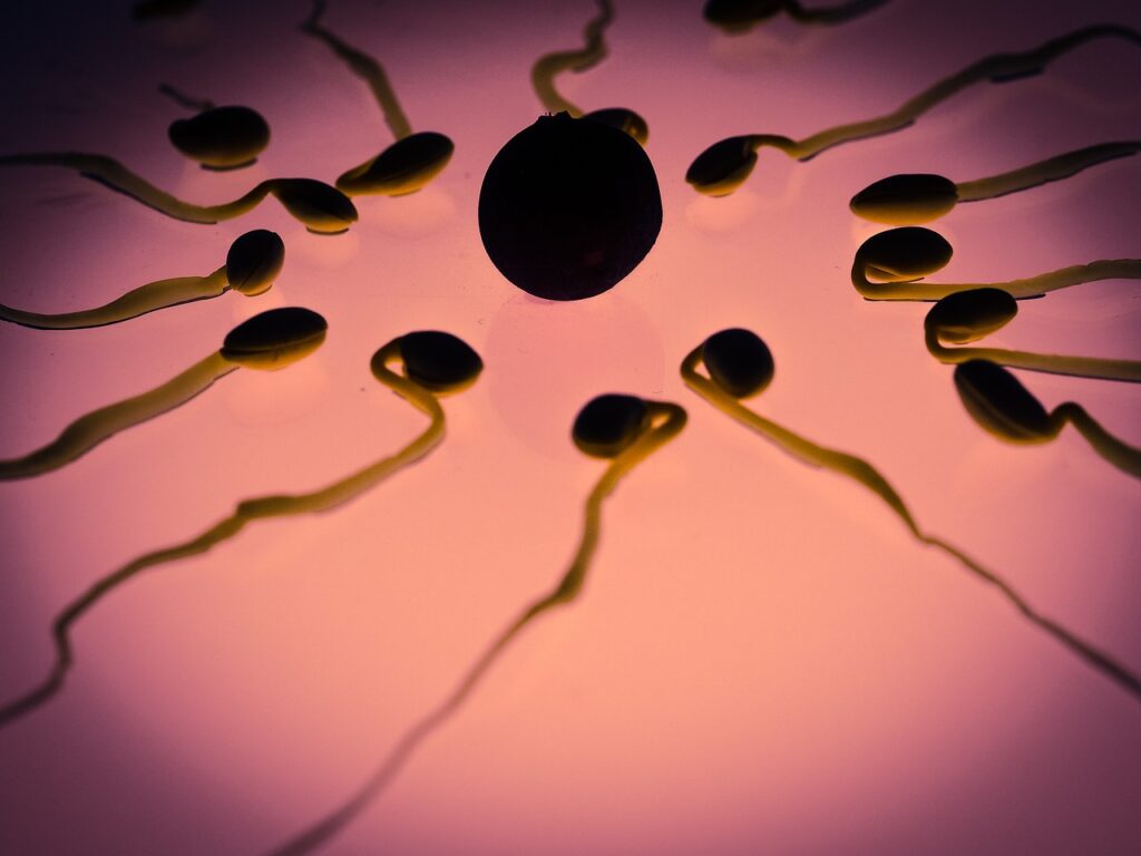 sperm, egg cell, fertilization-956482.jpg